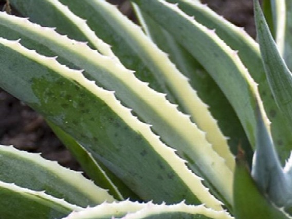 Close-up image of a sage green 'Navajo Princess' plant, a type of succulent.