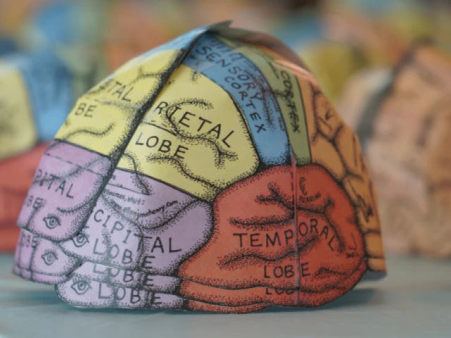 Multi-colored plush brain model with sections of the brain labeled.