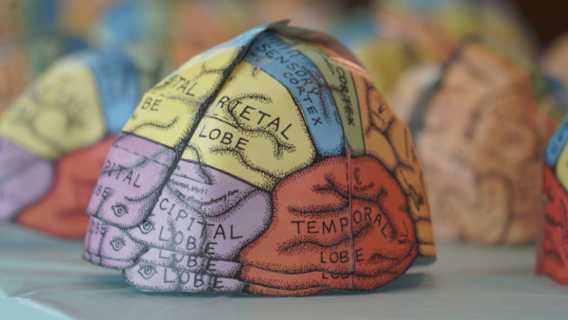 Multi-colored plush brain model with sections of the brain labeled.